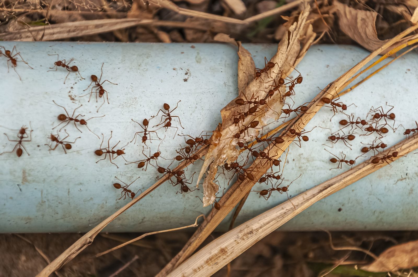 Ant Pest Control