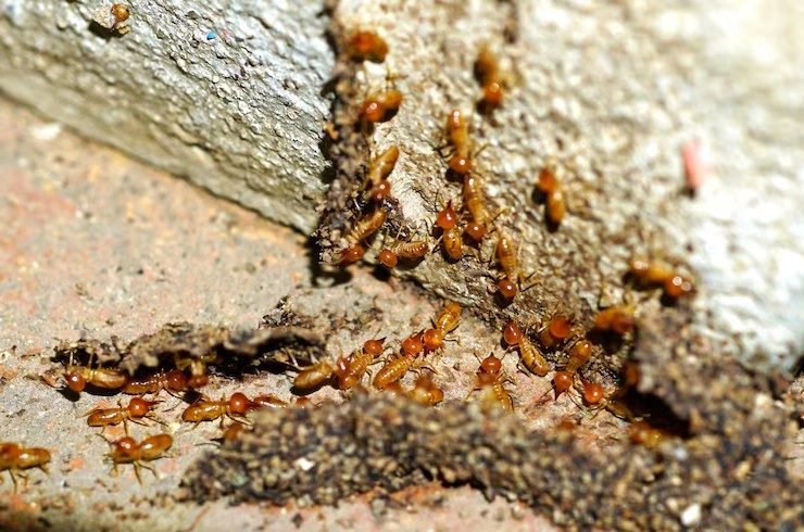 Termite Pest Control